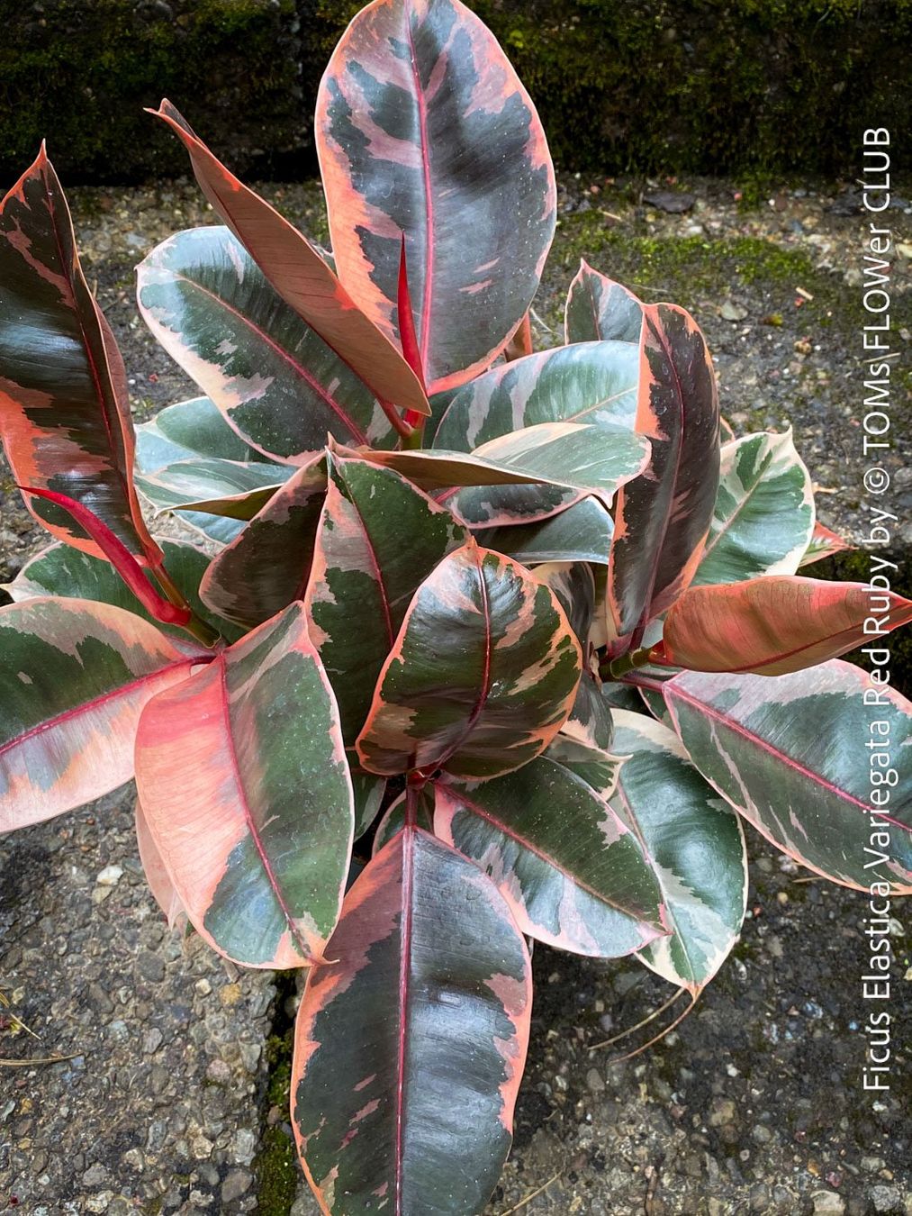 Piante & sementi: Ficus Elastica Variegata Red Ruby mehrfach verzweigter Baum – Nuovo e nell'imballaggio originale da Adliswil venduto da astom369 4