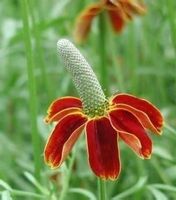 FLEUR CHAPEAU MEXICAIN  ! 15g
