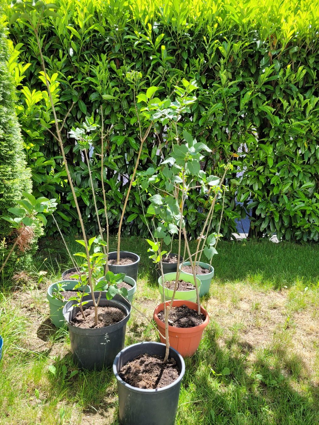 Piante & sementi: syringa vulgaris 120 cm – Nuovo (secondo la descrizione) da Neuenegg venduto da Lavaniya 2
