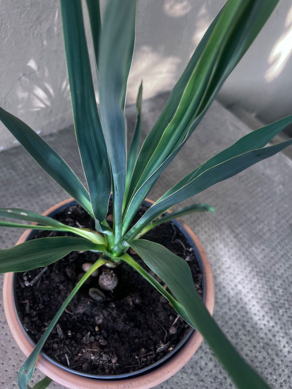 Plantes & graines: YUCCA FLAMENTOSA ca 35 cm – D'occasion à Möhlin par mil_h55x