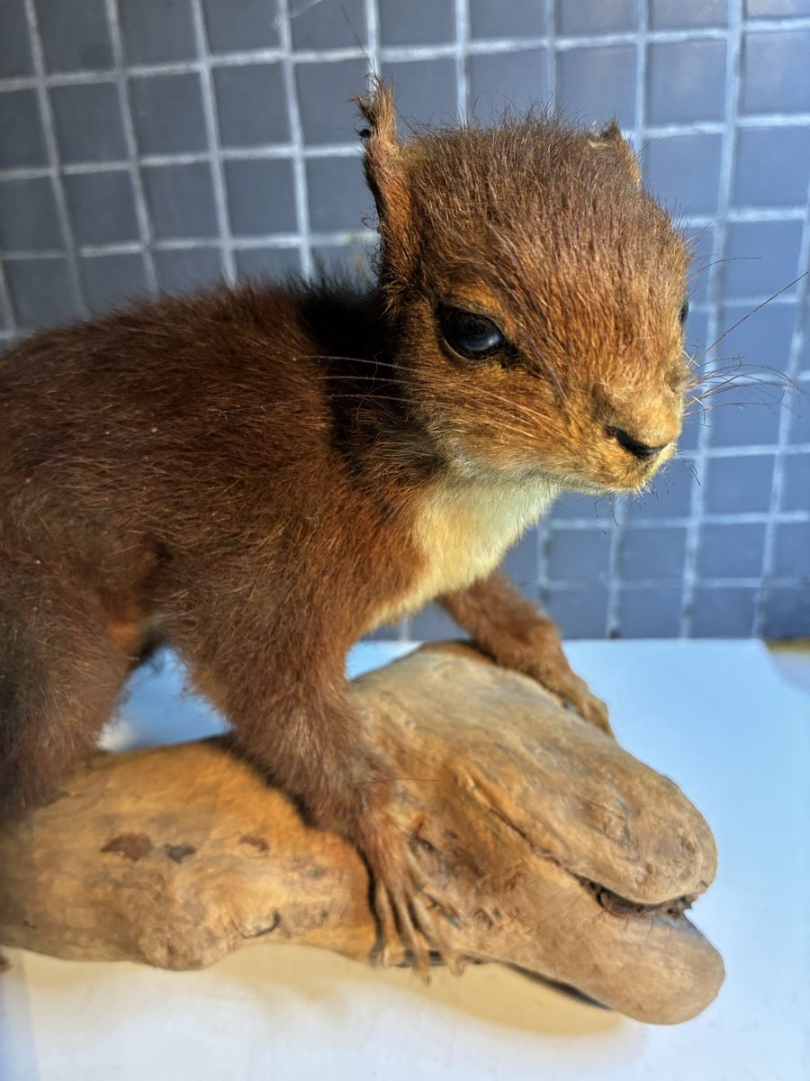 Il mondo degli animali: Écureuil naturalisé vintage - Eichhörnchen gestopft – Usato da La Neuveville venduto da Canelle4 5