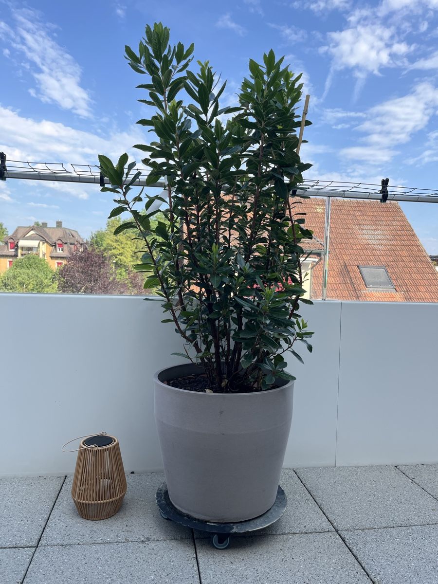 Piante & sementi: Arbutus unedo Erdbeerbaum inkl. Topf – Usato da Dietlikon venduto da Xanya