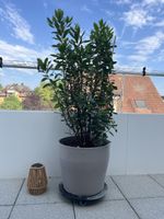 Arbutus unedo Erdbeerbaum inkl. Topf