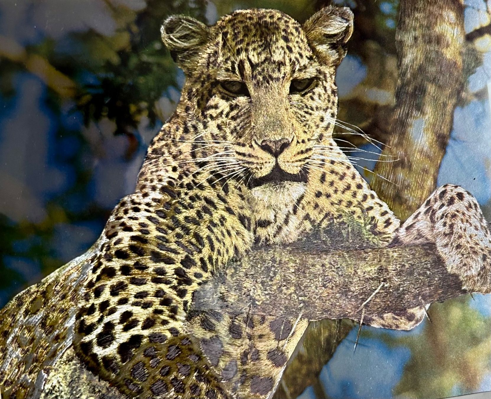 Foto & Immagini: Bild Leopard mit Metallic-Effekt – Usato da Männedorf venduto da Alderamin1 1