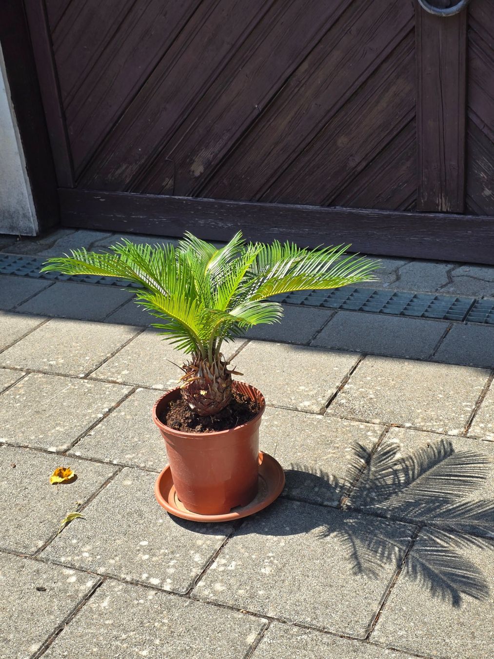 Piante & sementi: Kleine Sago Palm Pflanze – Usato da Aarburg venduto da popkorn65 3