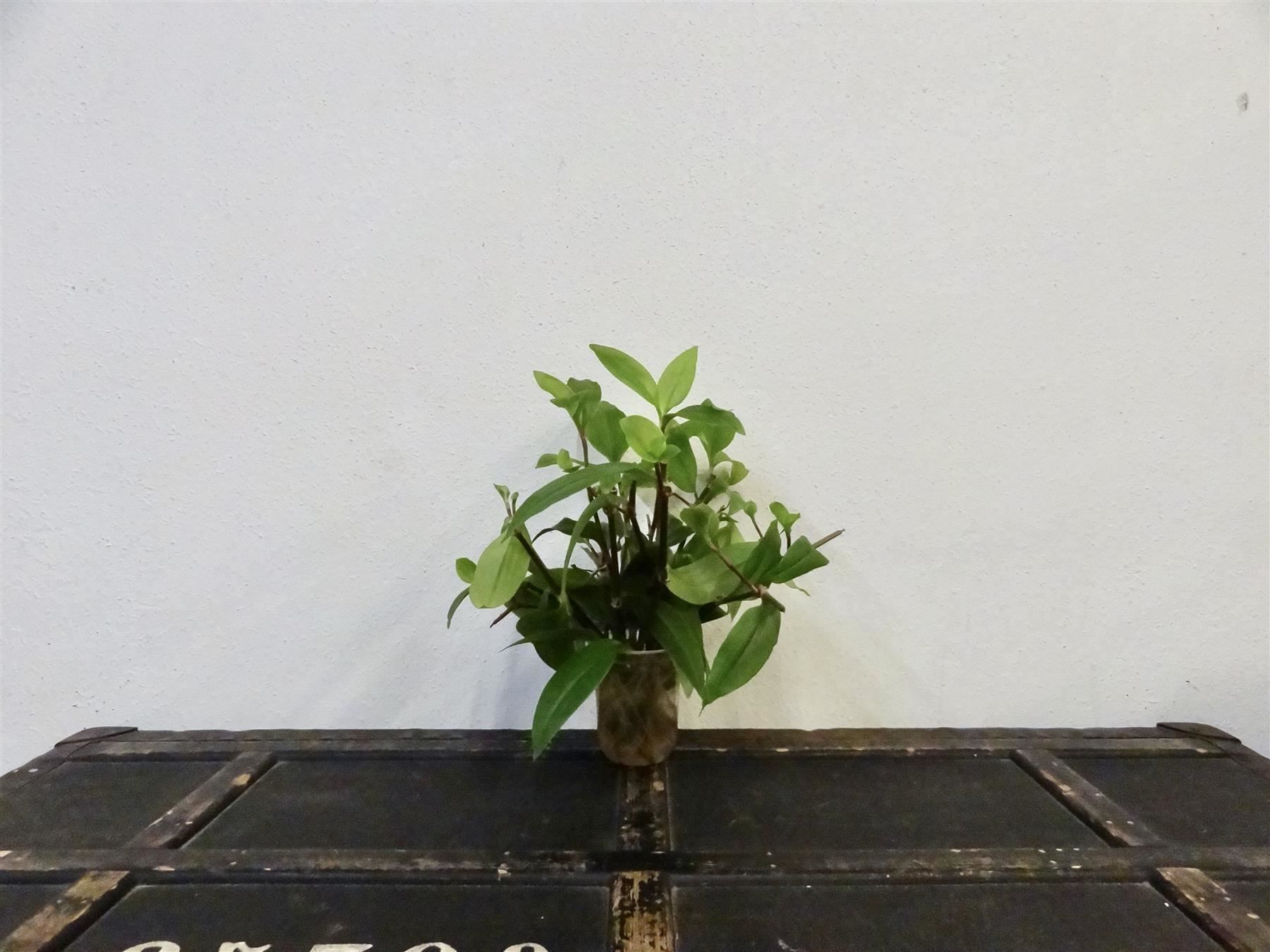 Piante & sementi: Dreimasterblume Tradescantia Fluminensis – Nuovo e nell'imballaggio originale da Kerzers venduto da zimmergruen 7