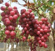 Ab 5.- fr 5 Stk RED GLOBE Bio Traubenkerne bereit zum Keimen