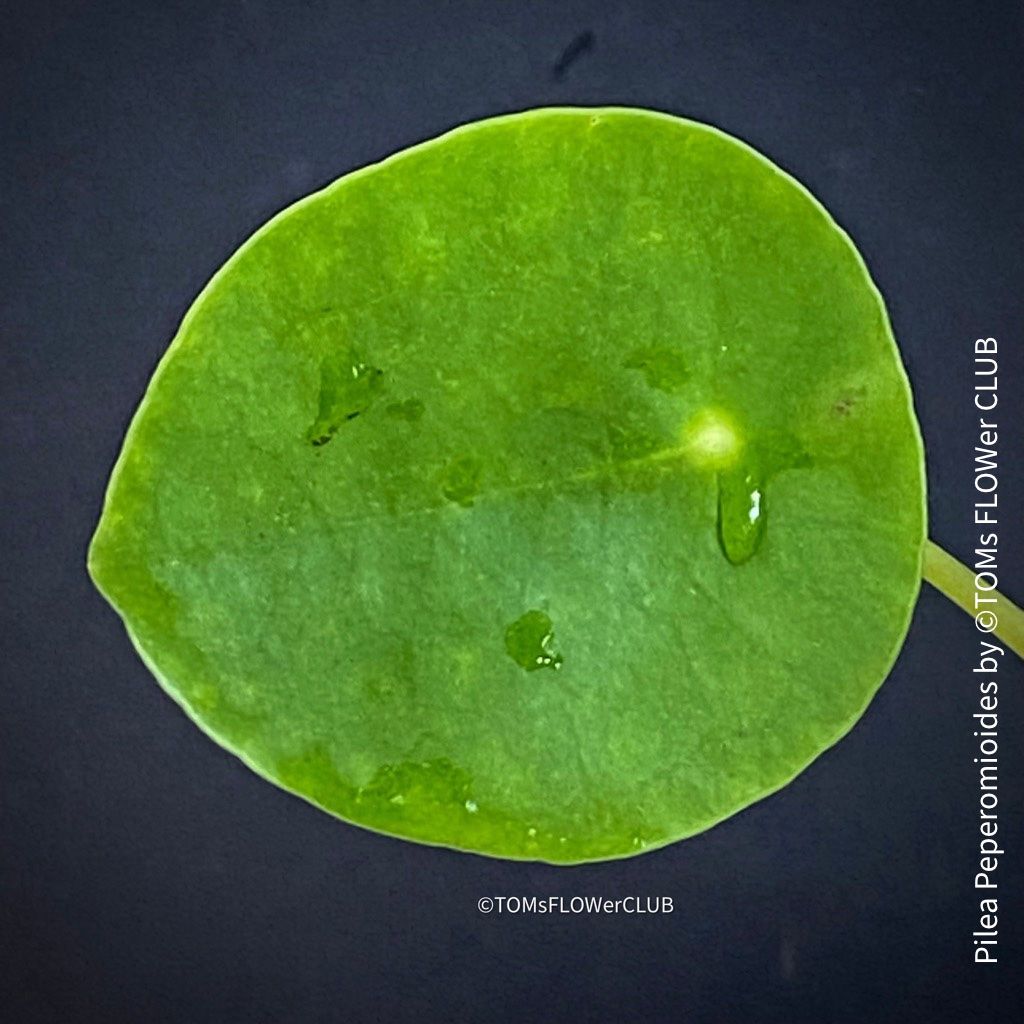 Piante & sementi: Pilea Peperomioides - 100% Bio-Anzucht – Nuovo e nell'imballaggio originale da Adliswil venduto da astom369 4