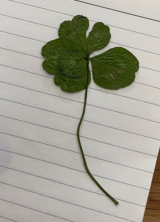 Trèfle à 5 feuilles Kaufen auf Ricardo