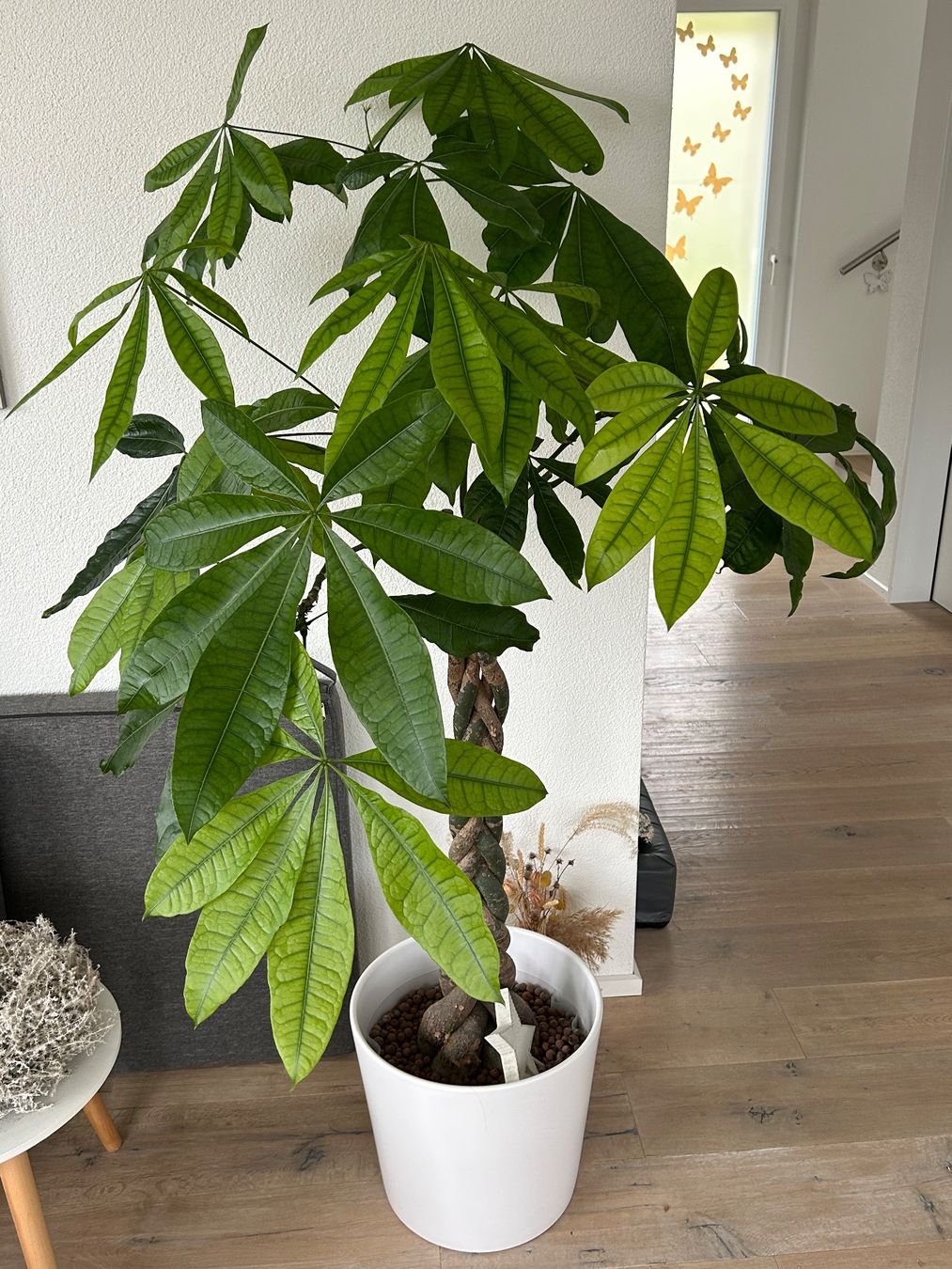 Glckskastanie / Pachira aquatica Pflanze (Gebraucht) in Uffikon fr CHF 35   nur Abholung auf Ricardo kaufen