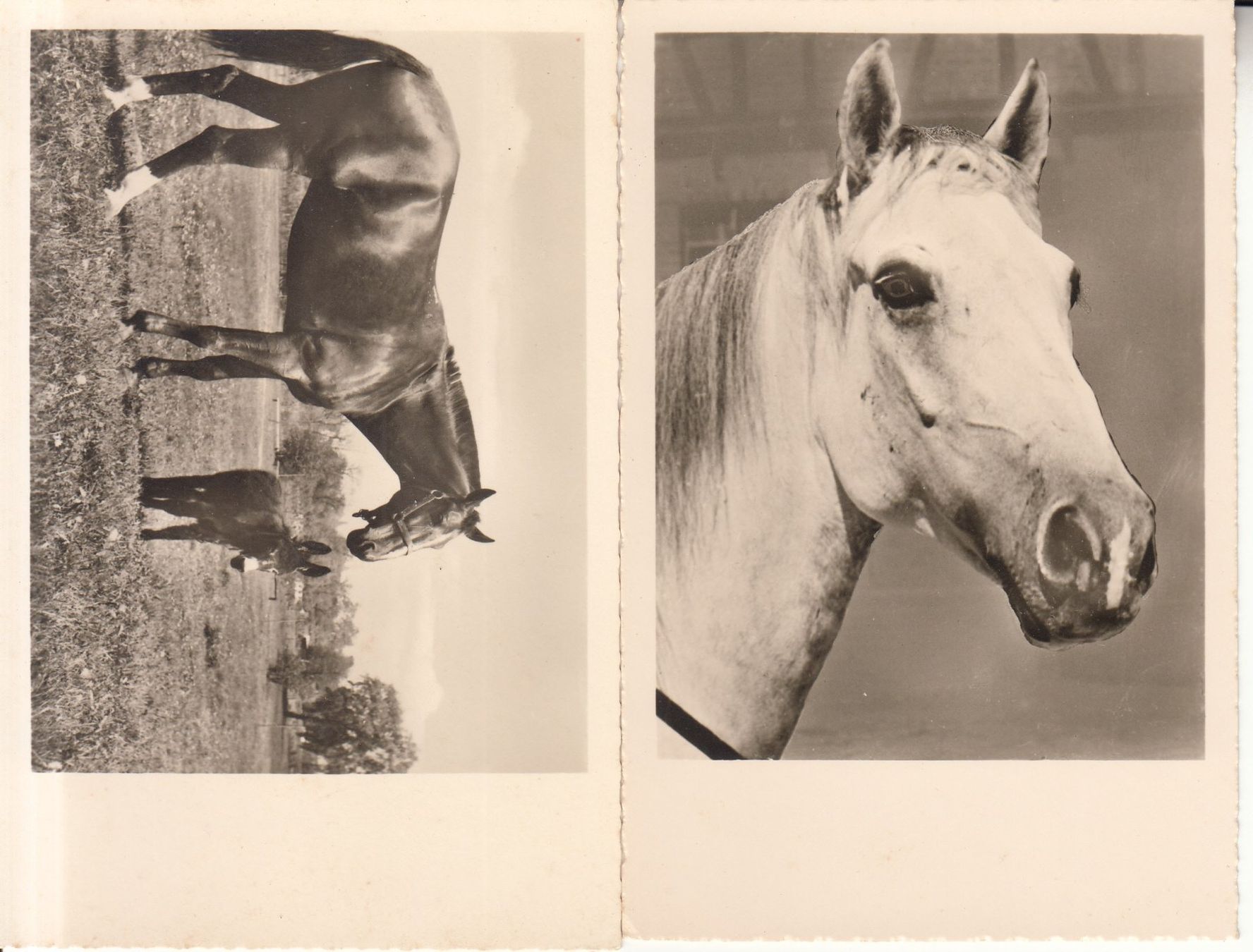 Cartoline postali: Pferde 2 Karten ca. 1950 – Usato da Bürglen TG venduto da StampGraf