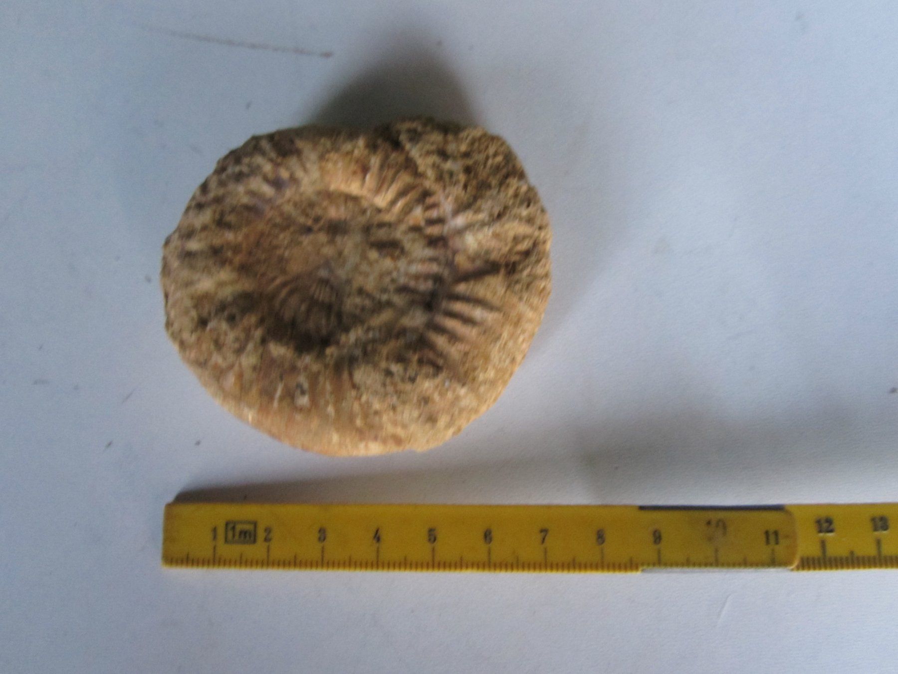 Fossili: Ammonite – Nuovo (secondo la descrizione) da Weier im Emmental venduto da waefler03 1