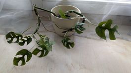 Monstera Minima Ableger Zimmerpflanze Hängepflanze