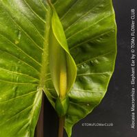 Alocasia Macrorrhiza - "Elephant Ear" - 100% Bio-Pflanze