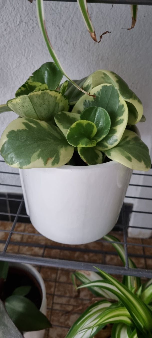 Pflanzen & Samen: Peperomia obtusifolia, Glücksbringer – Gebraucht aus egliswil von Maggy6 1