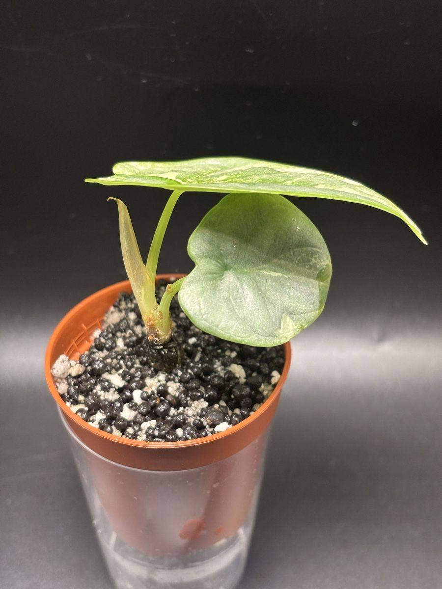 Piante & sementi: Alocasia Silver Dragon Variegata  – Nuovo e nell'imballaggio originale da Basel venduto da Pink_White 1