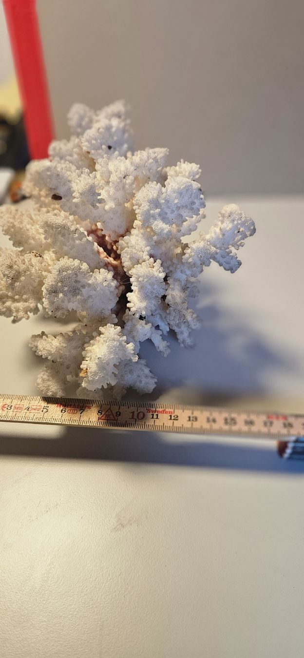 Fossili: Echte Koralle, Steinkoralle  – Usato da Belp venduto da Ginus85 4