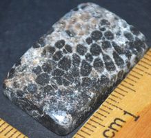 Cabochon L-1335 – Schlangen Fossil Edelstein – 27x18mm