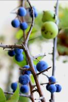 Ab nur 5 .- fr! 5 Samen der Wildpflaume Saatgut Graines Semi
