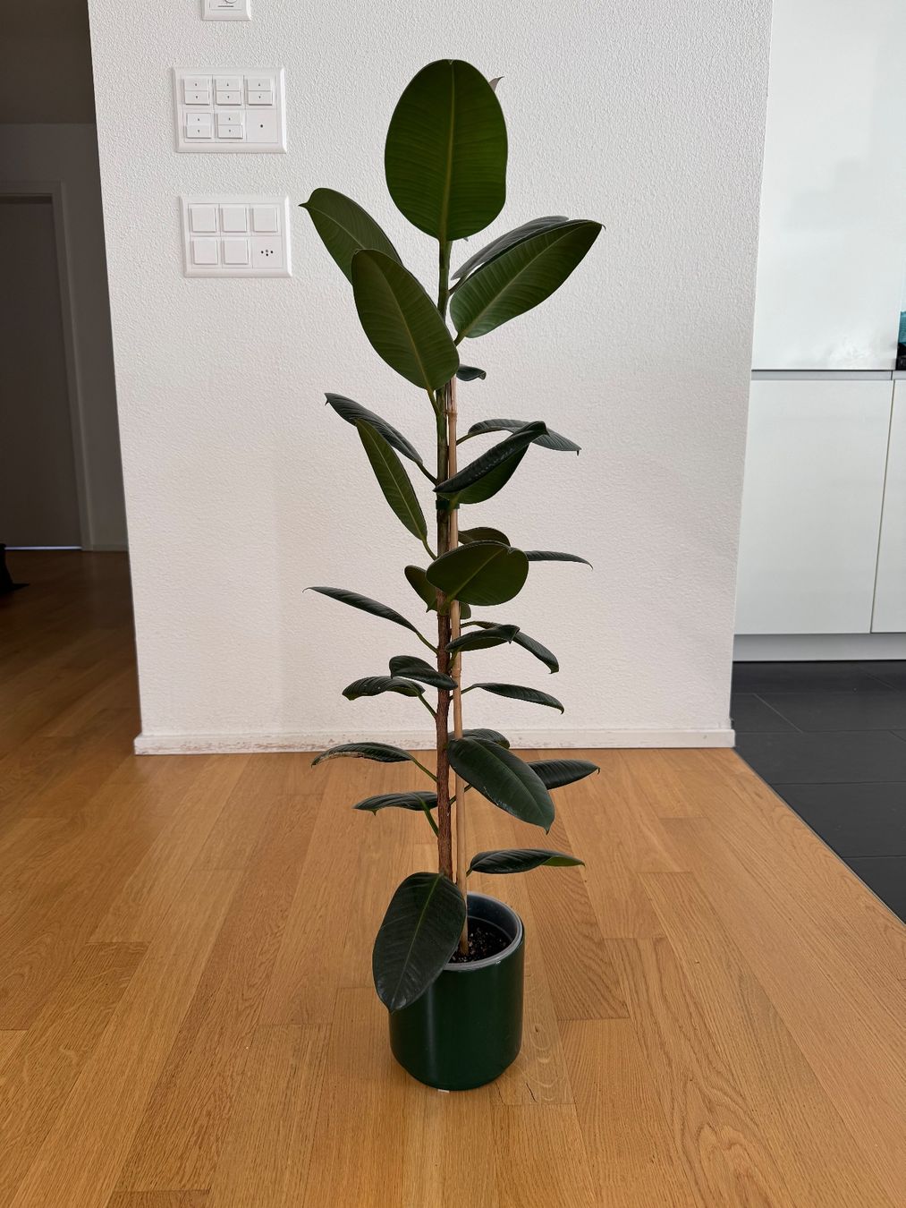 Piante & sementi: Ficus Elastica Robusta – Usato da Goldau venduto da b4mxshk