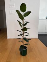Ficus Elastica Robusta