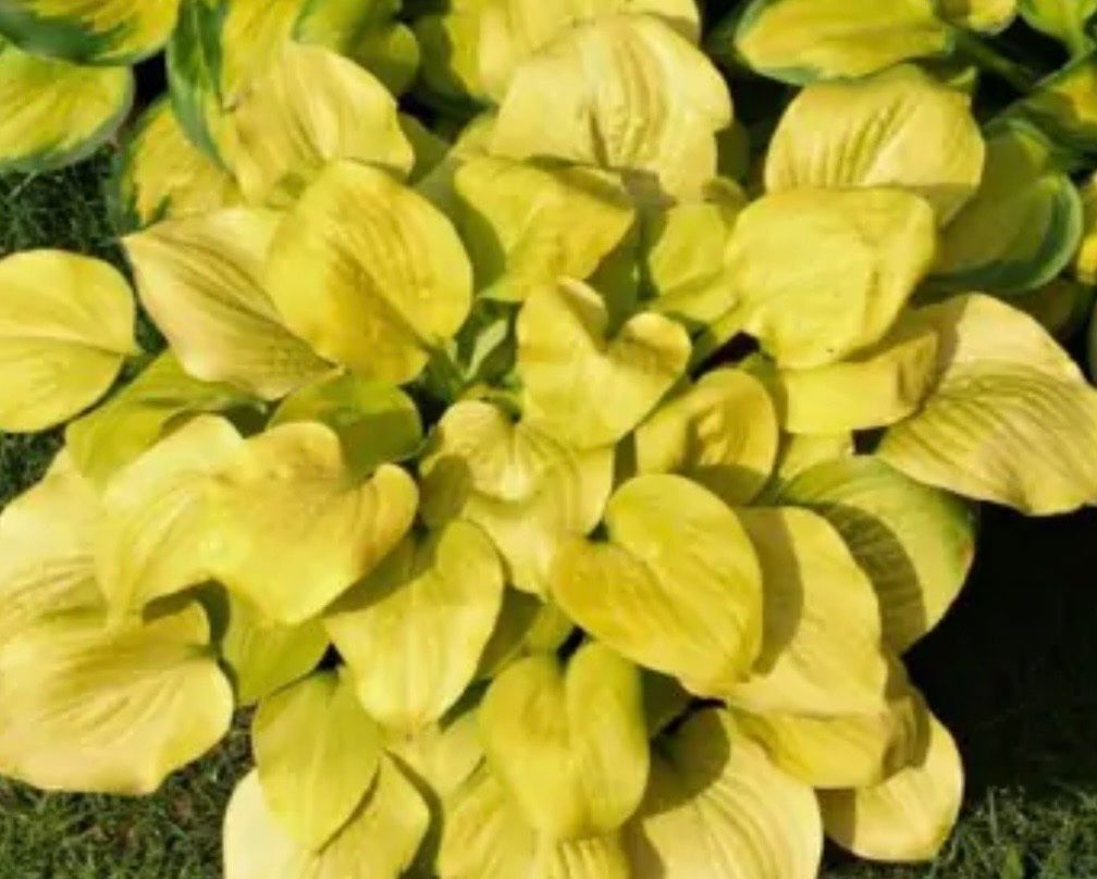 Piante & sementi: Hosta vanilla cream – Usato da Lajoux JU venduto da Briard0 3