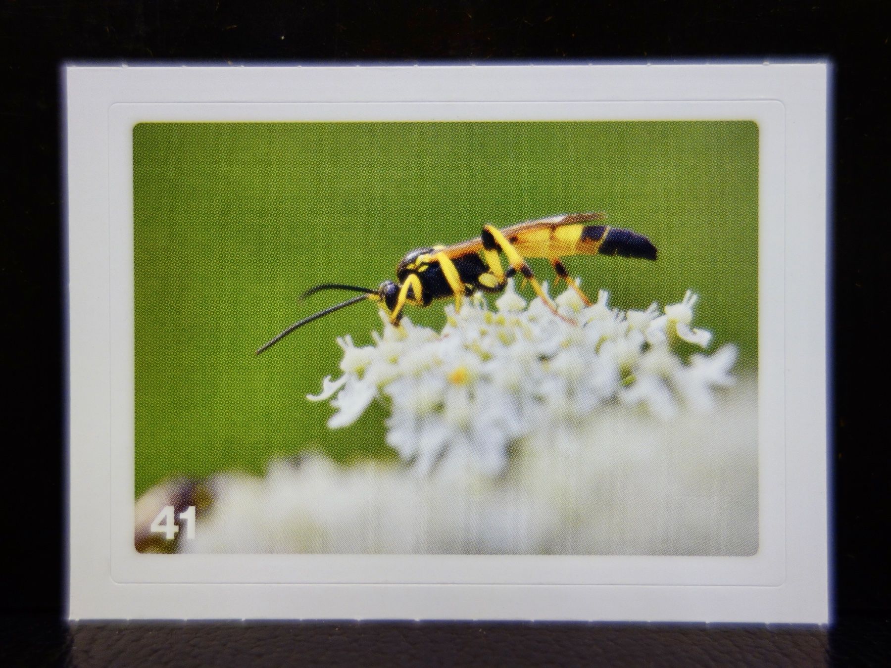 Migros Cartes à collectionner: MIGROS MANIA Nature Detectives Nr. 41 – D'occasion à Kerzers par djstarsky73