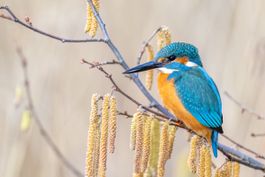 Fotodruck Eisvogel A3+ Hochglanz 