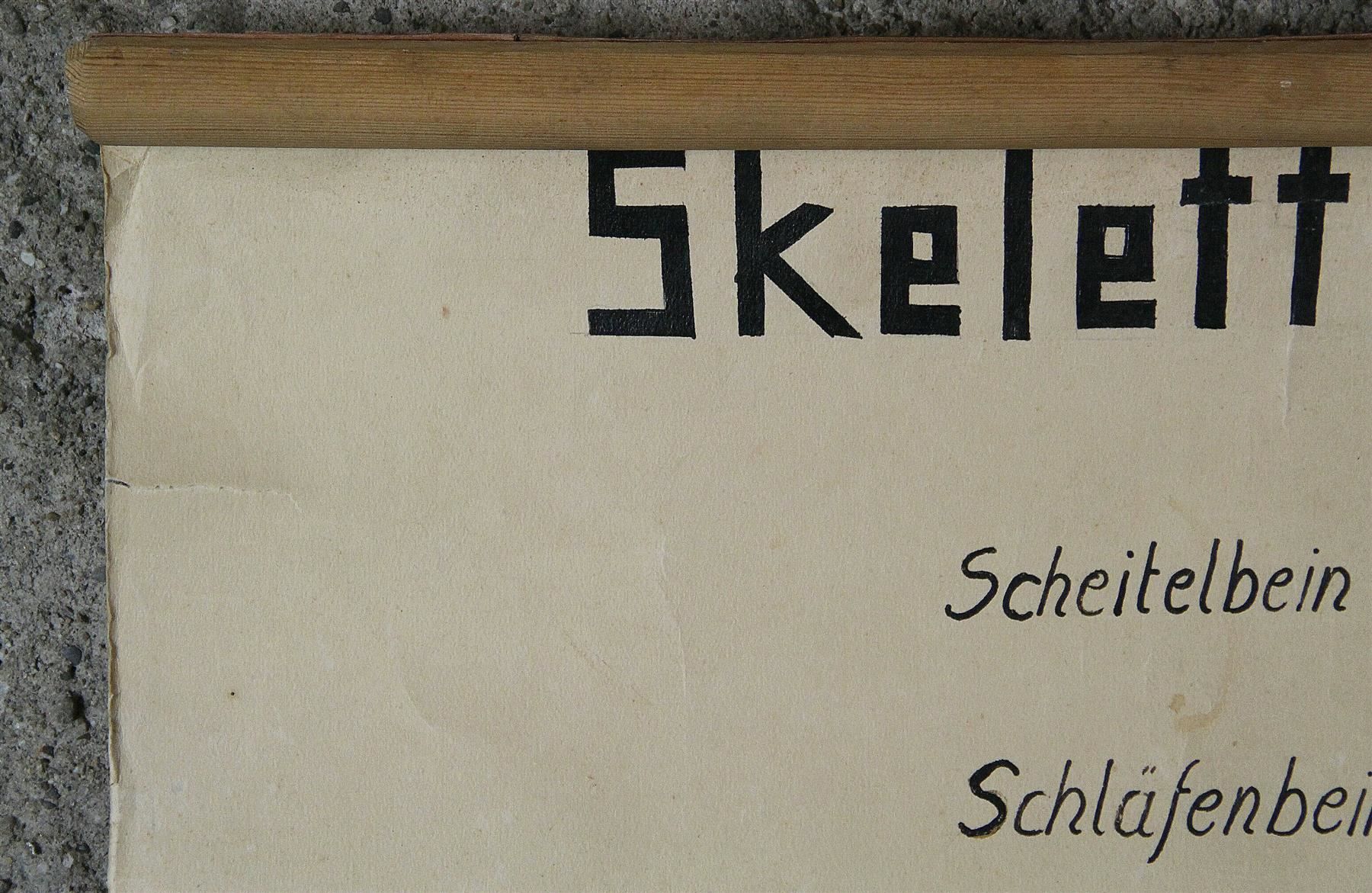 Foto & Immagini: Schulwandbild "Skelett" – Usato da Birrwil venduto da brandschatz_birrwil 7