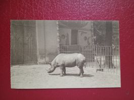 AK Tiere Zoo Antwerpen Belgien Nashorn