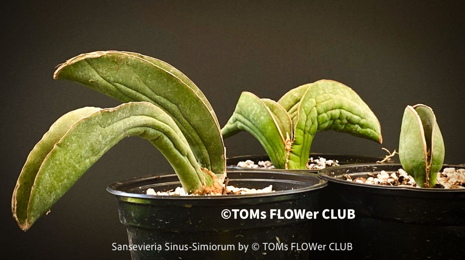 Plantes & graines: Sansevieria Sinus-Simiorum - extrem langsam wachsend – Neuf avec emballage d'origine à Adliswil par MarkyForest 2