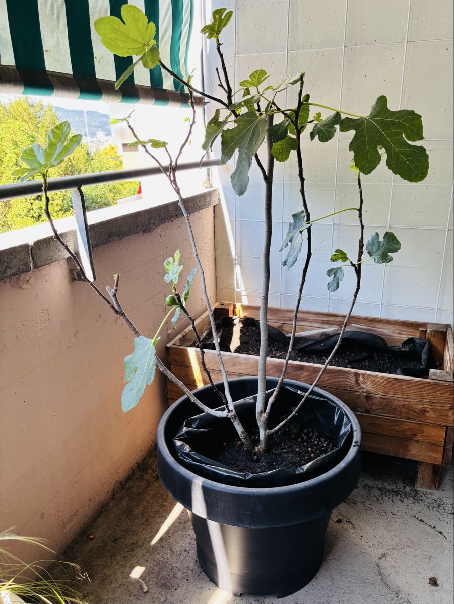 Plantes & graines: Feigenbaum – D'occasion à Zürich par keegstra 3