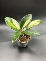 Hoya Carnosa Tricolor (1-15)