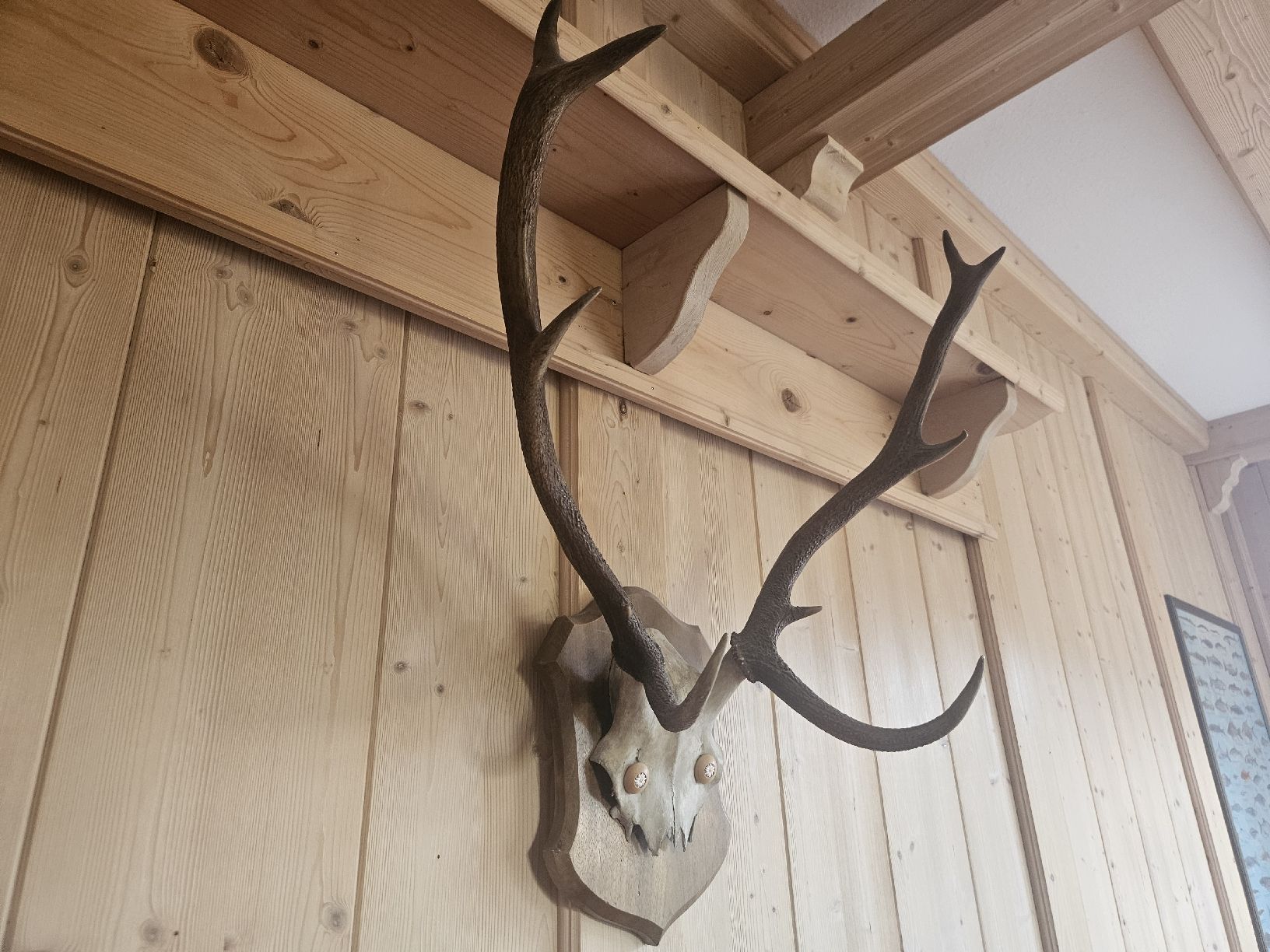 Altre raccolte & rarità: Hirschgeweih Trophäe auf Holzschild – Usato da Zürich venduto da Pazzenreich 1