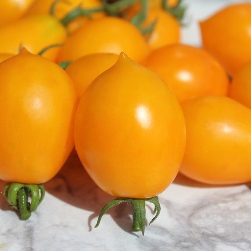 Piante & sementi: 50 Samen Piennolo Vesuvio  Tomate – Nuovo (secondo la descrizione) da Ehrendingen venduto da VerveinaSamen 5