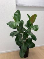 FICUS ELASTICA ROBUSTA Pflanze, Gummibaum Two Branches 104cm
