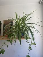 Grünlilie