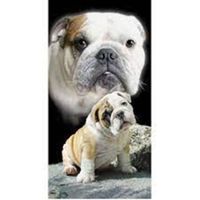 Badetuch-ENGLISH BULLDOG