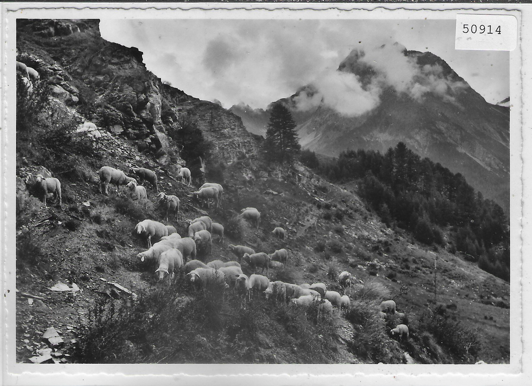 Cartoline postali: Schafherde in den Bergen – Usato da Ettingen venduto da Kartenplanet