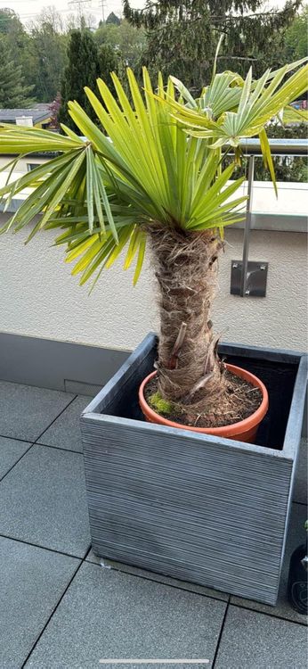Tessiner Palme, mit Topf plus Übertopf! Kaufen auf Ricardo