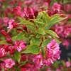 Piante & sementi: Weigelia Brigela 15-20cm – Nuovo (secondo la descrizione) da Bremblens venduto da FIBONACCI369 1