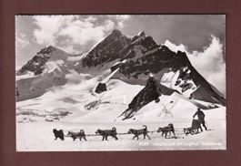 JUNGFRAUJOCH - Polarhunde - 1954