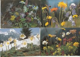 4  Blumenkarten
