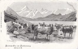 Bachalpsee   EB  am Faulhornweg  /  Kühe    ca.  1 9 0 0