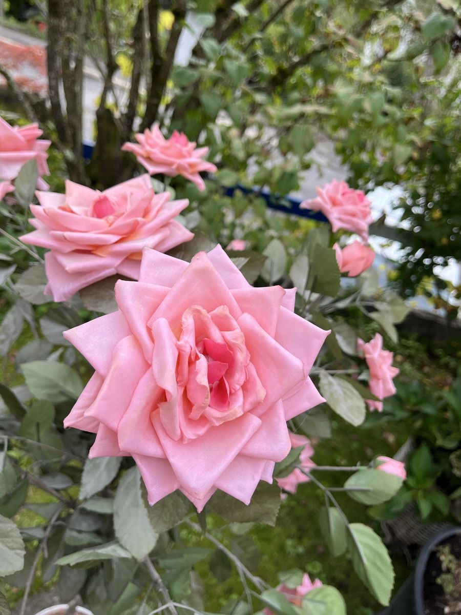Alle Dekorationen: Rosenbaum Kunstbaum, rosa, 150cm – Gebraucht aus Bolligen von Vroni23 2