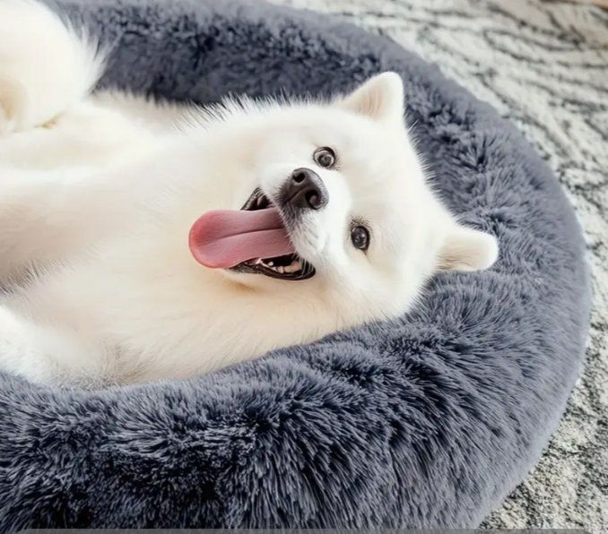 Cucce & Letti: Hundebett,Hundecouch,Katzenbett Grau oder Hellgrau 50cm ⌀ – Nuovo e nell'imballaggio originale da Rorschach venduto da Mr_fairprice 6