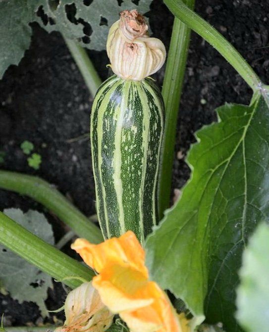 Piante & sementi: 10 Samen XL Zucchini GESTREIFT 3 Graines De Courgette – Nuovo e nell'imballaggio originale da Rovio venduto da POSITIFFARTandPLANTS 2