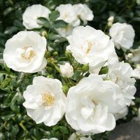KLEINE STRAUCHROSEN / ROSE / ROSEN - WEISS - CA 30 - 40 CM