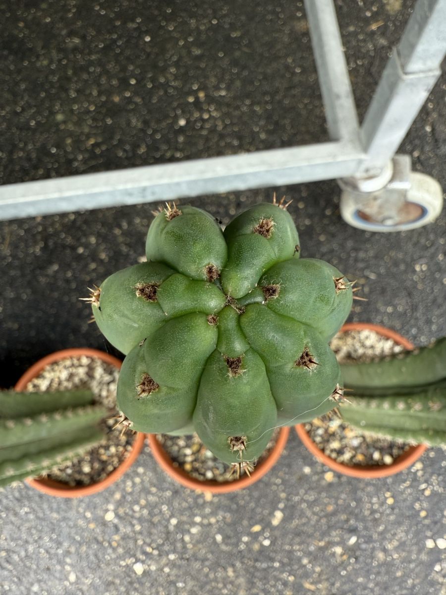 Pflanzen & Samen: Trichocereus – Neu (gemäss Beschreibung) aus Develier von Cactus_jura 2