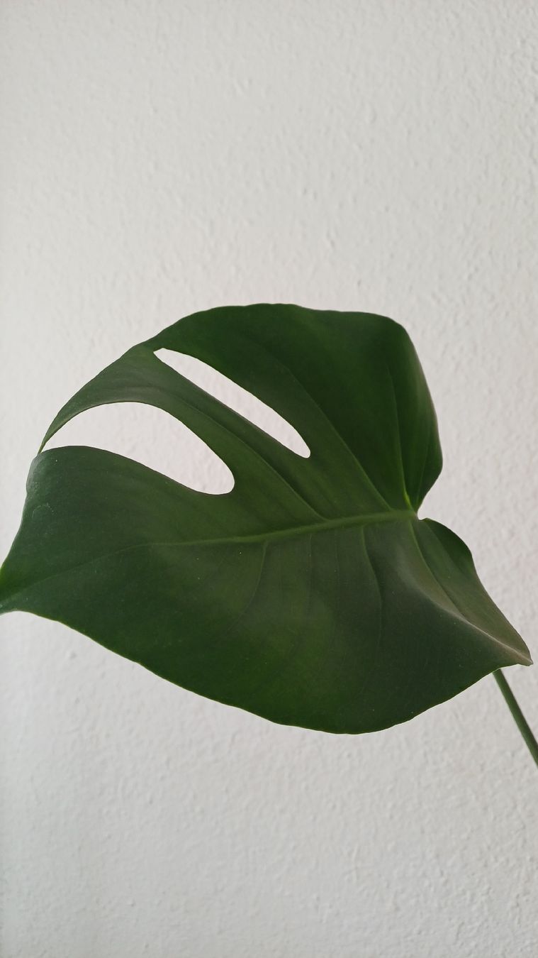 Pflanzen & Samen: Monstera Deliciosa – Gebraucht aus Bern von uwi_8t7x 2